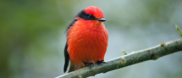 Pájaro brujo. Vermilion Flycatcher. (Pyrocephalus rubinus)