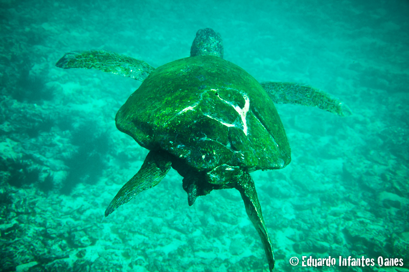 Turtle with the shell probably damaged by a boat.